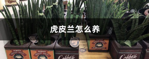 虎皮兰怎么养