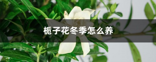 栀子花冬季怎么养