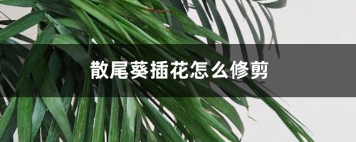 散尾葵怎么用于插花，插花怎么修剪