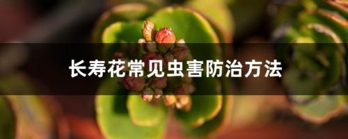 长寿花常见虫害防治方法