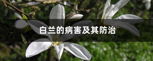 白兰的病害及其防治