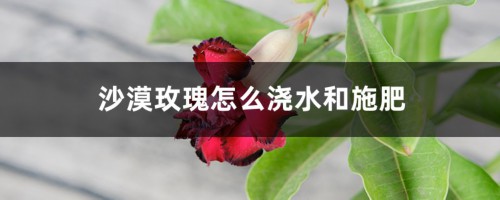 沙漠玫瑰怎么浇水和施肥