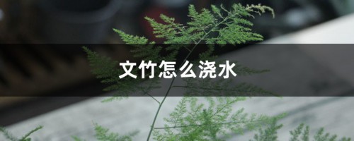 文竹怎么浇水